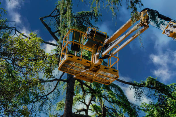 Best Affordable Tree Service  in Maud, TX